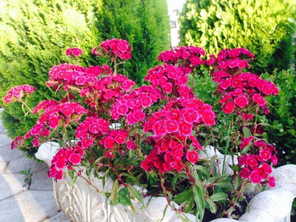 Апартаменты Fari Hotel 3*