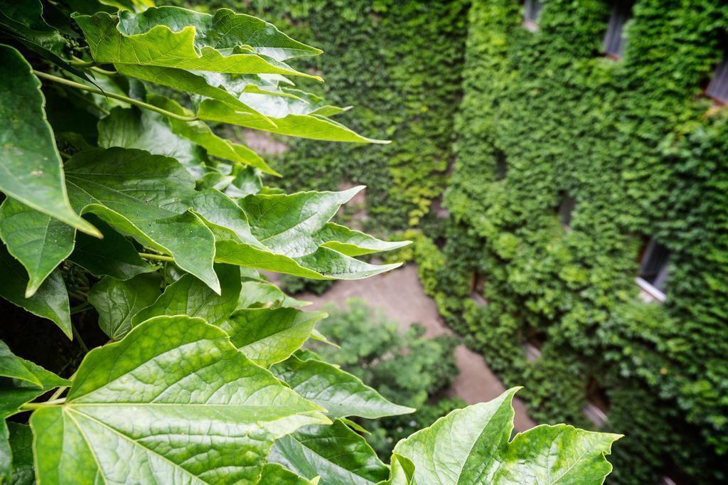 Территория Kunsthof 3*