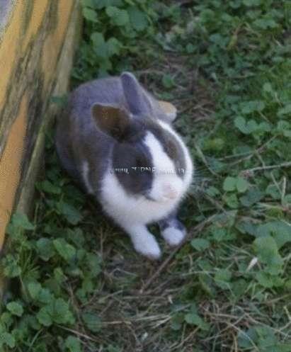 Фотографія Aparthotel Ferienalm 3*