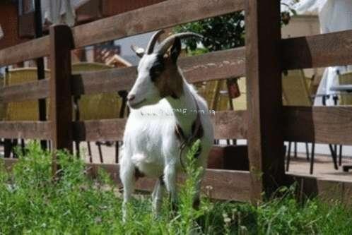 Фото Aparthotel Ferienalm 3*