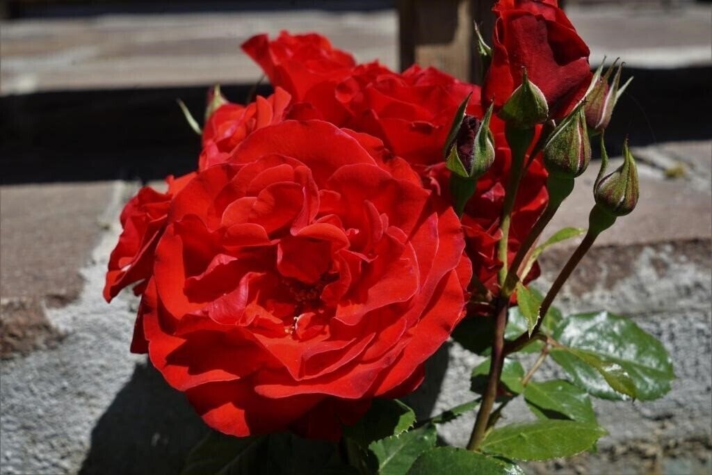 Панорама Cornelia Villa Pension 3*