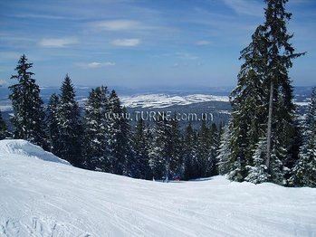 Апартаменты Forest Star 2*