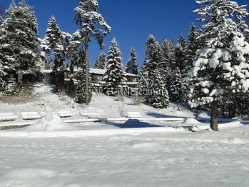 Территория Forest Star 2*