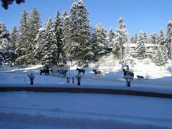 Вид Forest Star 2*