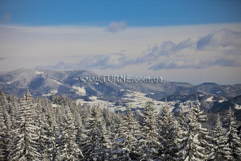 Картинка Forest Star 2*