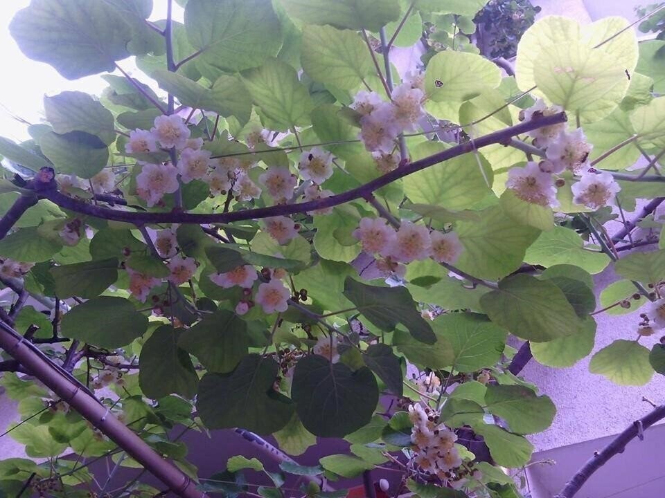 Картинка Andreev 2*