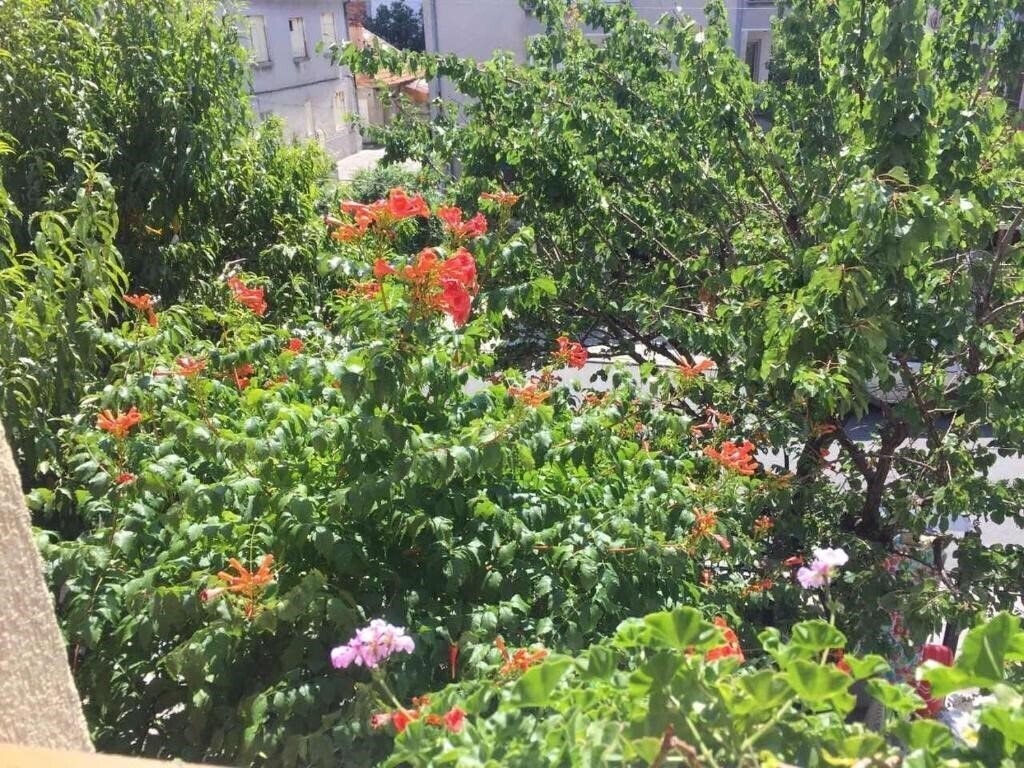 Панорама Villa Violeta 7 3*