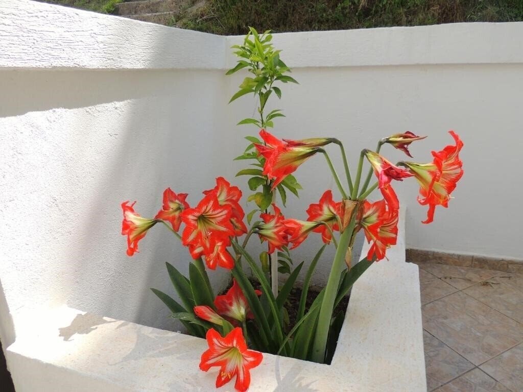 Панорама Villa Budvanka 3*