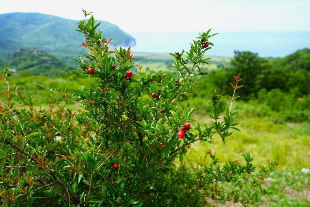 Панорама Villa Eco House Buljarica 4*