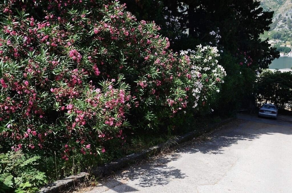 Фотографія Garden 4*