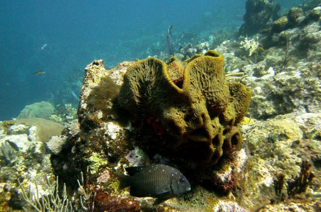 Вид Residencial Del Paseo 3*