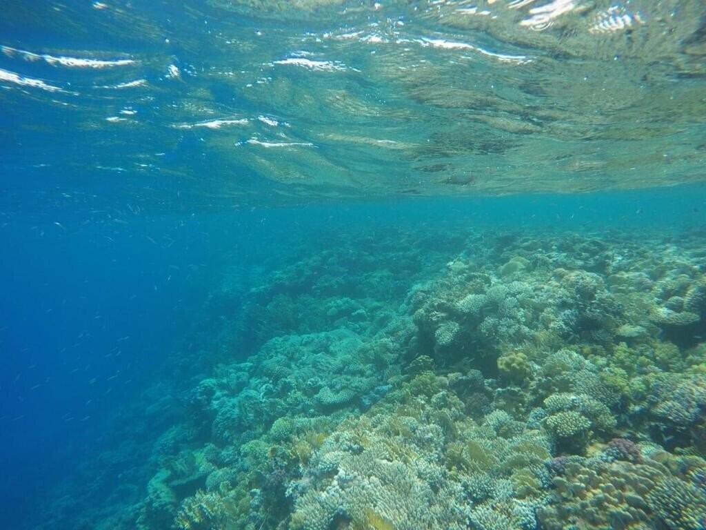 Панорама Star of Dahab Hotel (ex. Star of Dahab) 3*