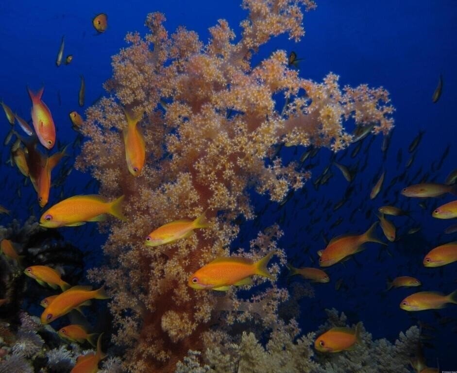 Панорама Mosaique Boutique Hotel El Gouna 4*