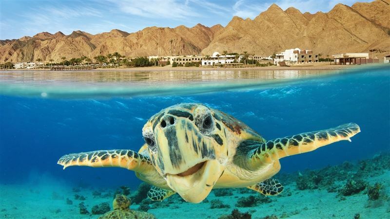 Панорама Fortuna / Roulete / Tez Express / Bingo 5*