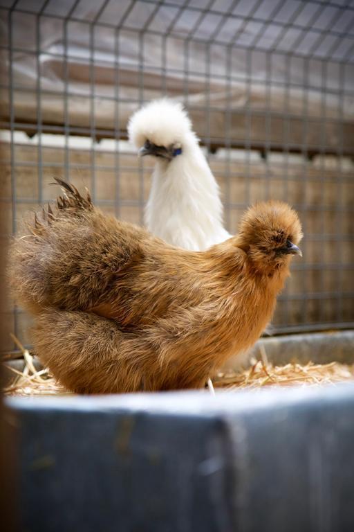 Панорама Coq Hotel Paris 4*