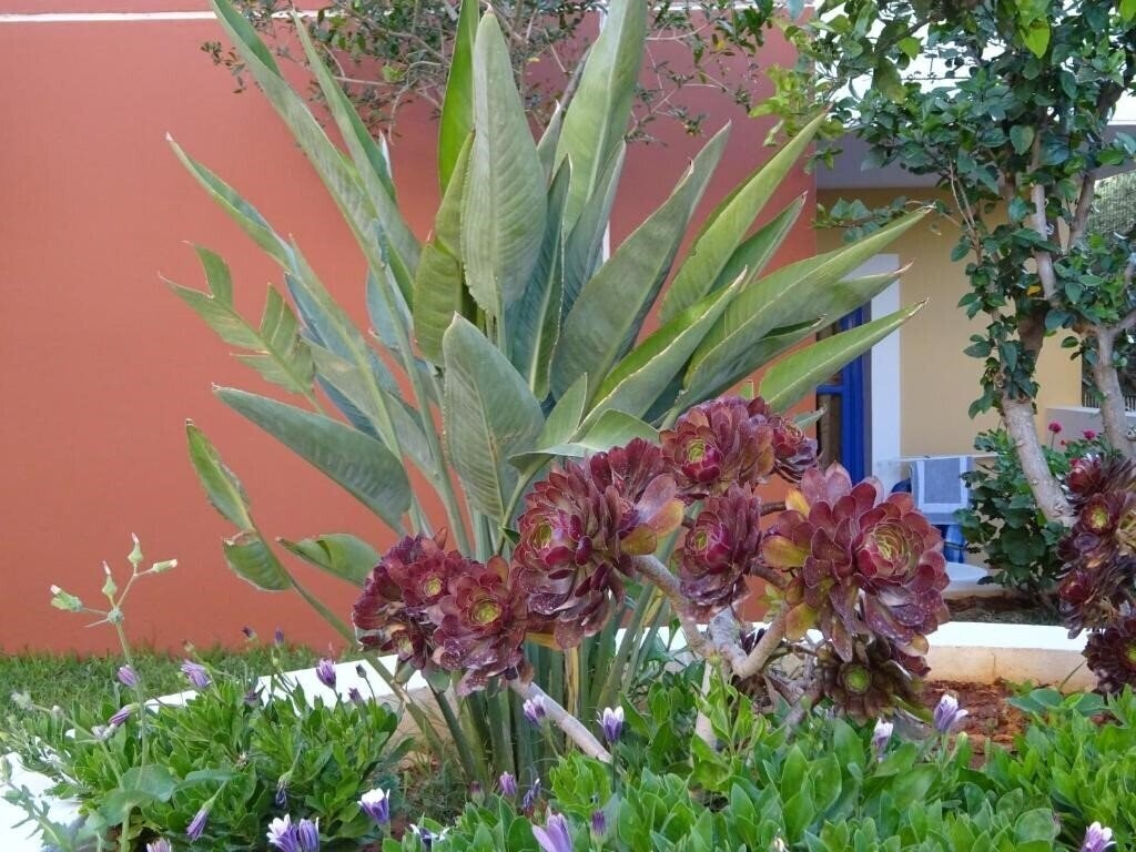 Картинка Astra Village Apartments & Suites 3*