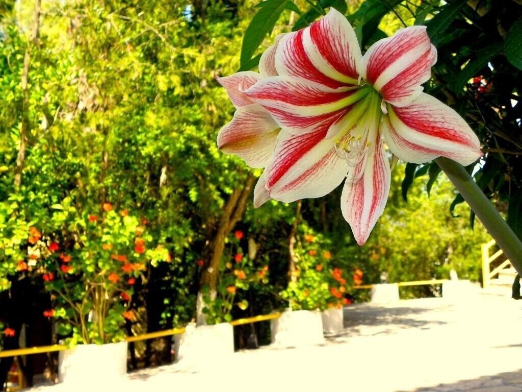 Панорама Mirabelle Hotel 3*