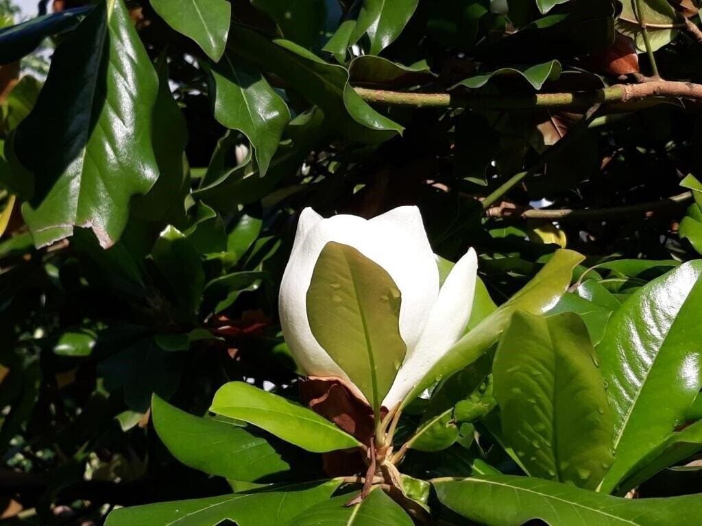 Территория Kronos 3*