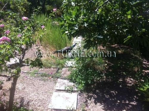 Фото Achillion Apartment апартаменты