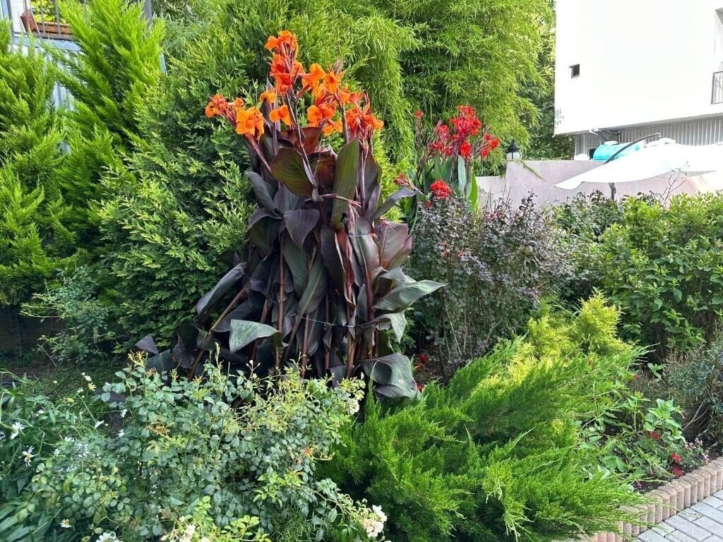 Территория Nica 1*