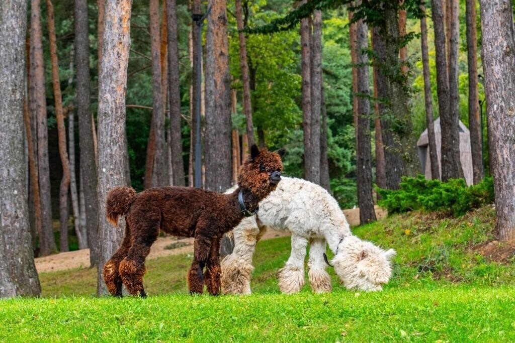 Апартаменты Bioli Medical Wellness Resort 1*