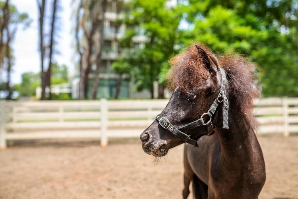 Територія Magnika Resort 4*