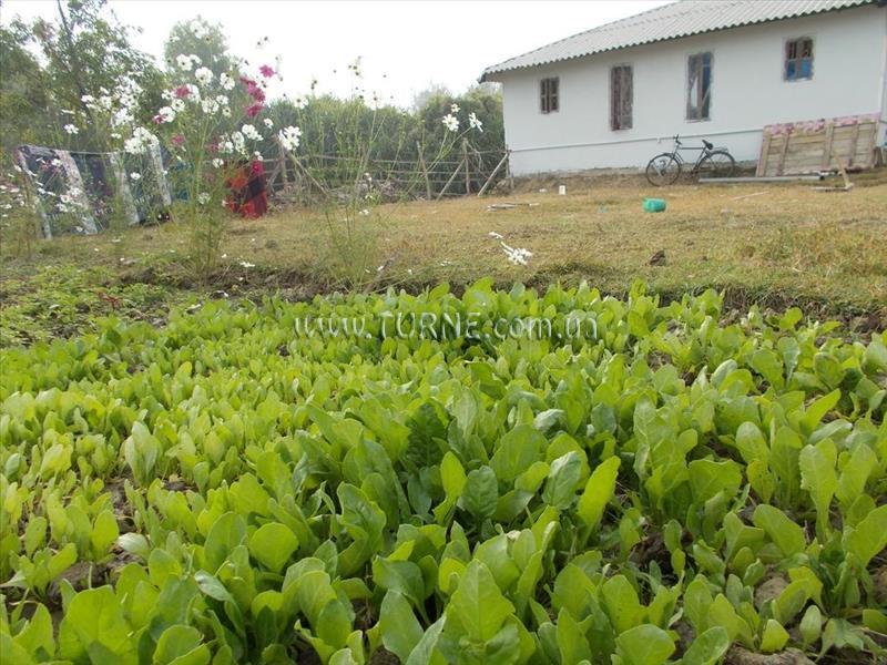 Панорама Morjim Laxmi Resort 2*