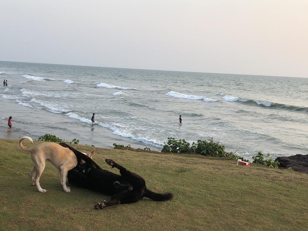 Изображение Rocco Ashvem Goa 3*