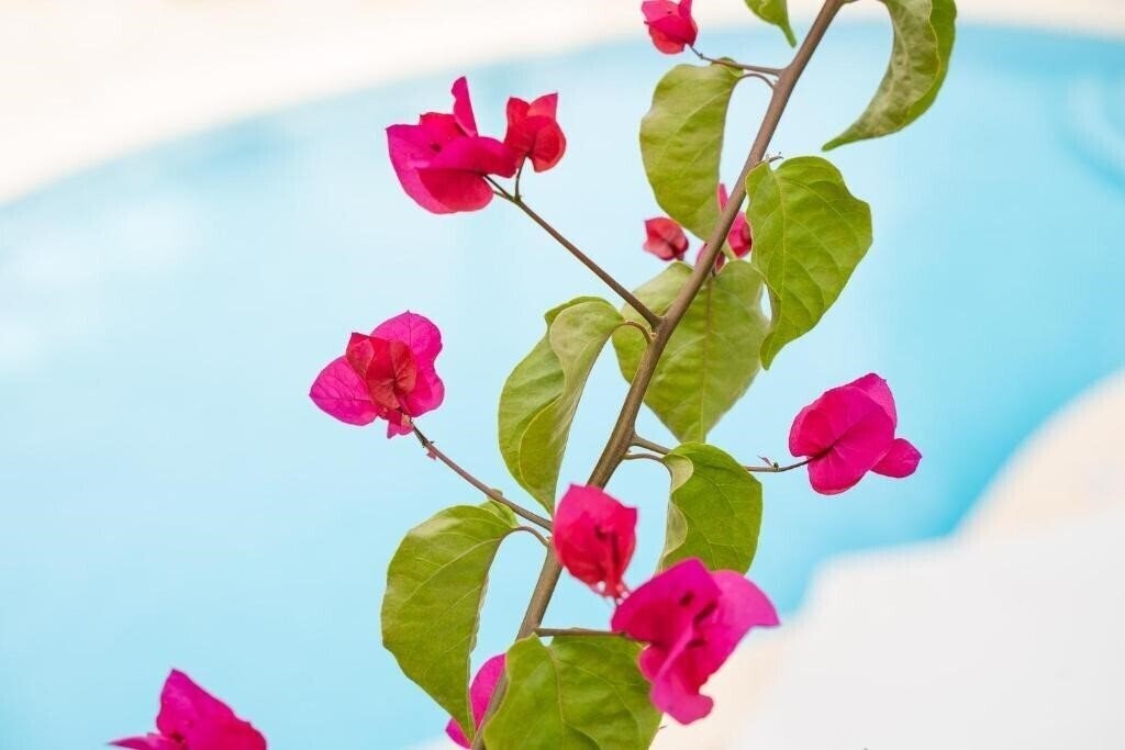 Панорама Appartements Los Tilos 3*