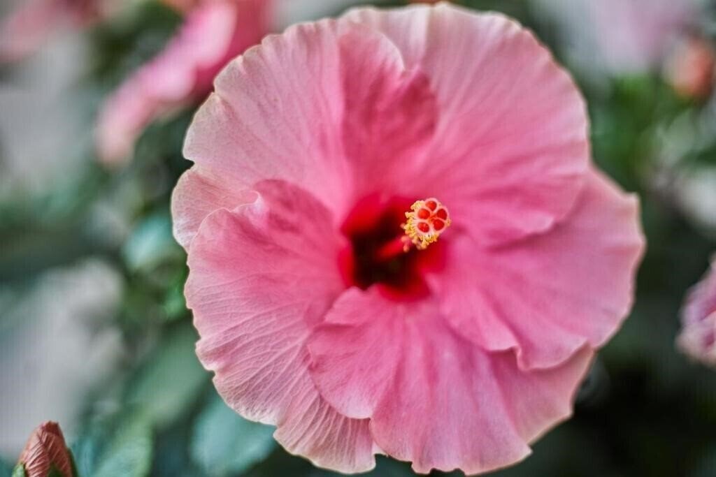 Картинка Mon Boutique 4*