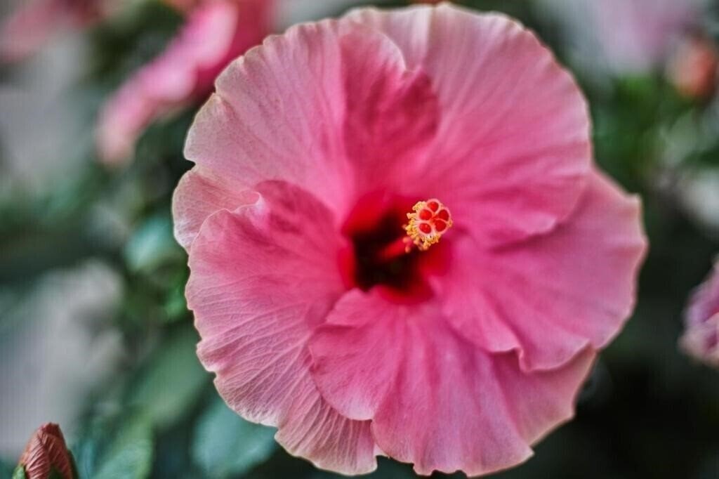 Территория Mon Boutique 4*