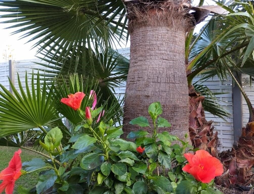 Апартаменти Casablanca El Petit Hotel 3*