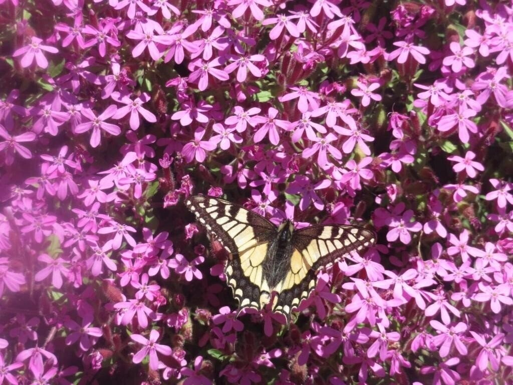 Картинка Garni Gimea 2*