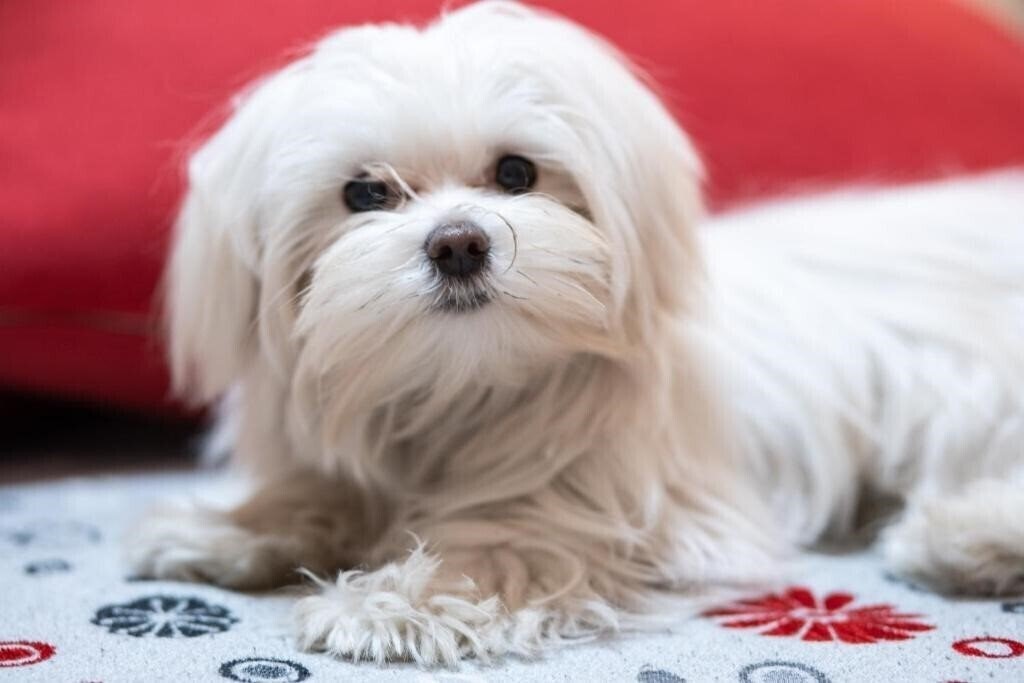 Вид Santamaggiore 3*