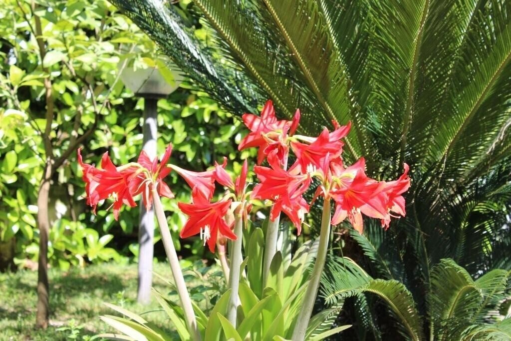 Апартаменти Mare Azzurro 3*