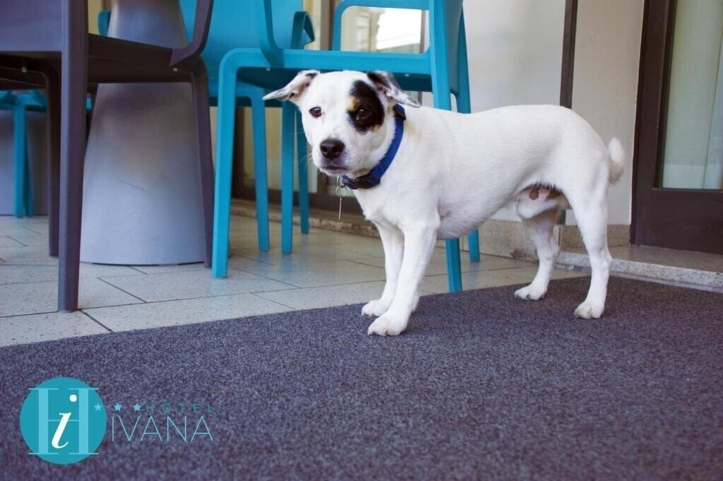 Зображення Ivana 3*