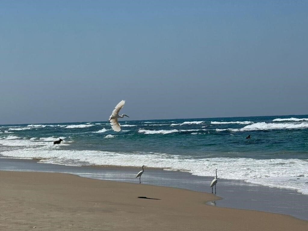 Картинка Leonardo Suite Tel Aviv Bat Yam (ex. Mercure Suites Bat Yam) 4*