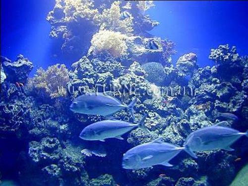 Территория Comfort Eilat Hotel (ex. Arcadia Spa) 3*