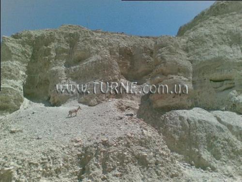 Отель Ein-Gedi Resort 4*