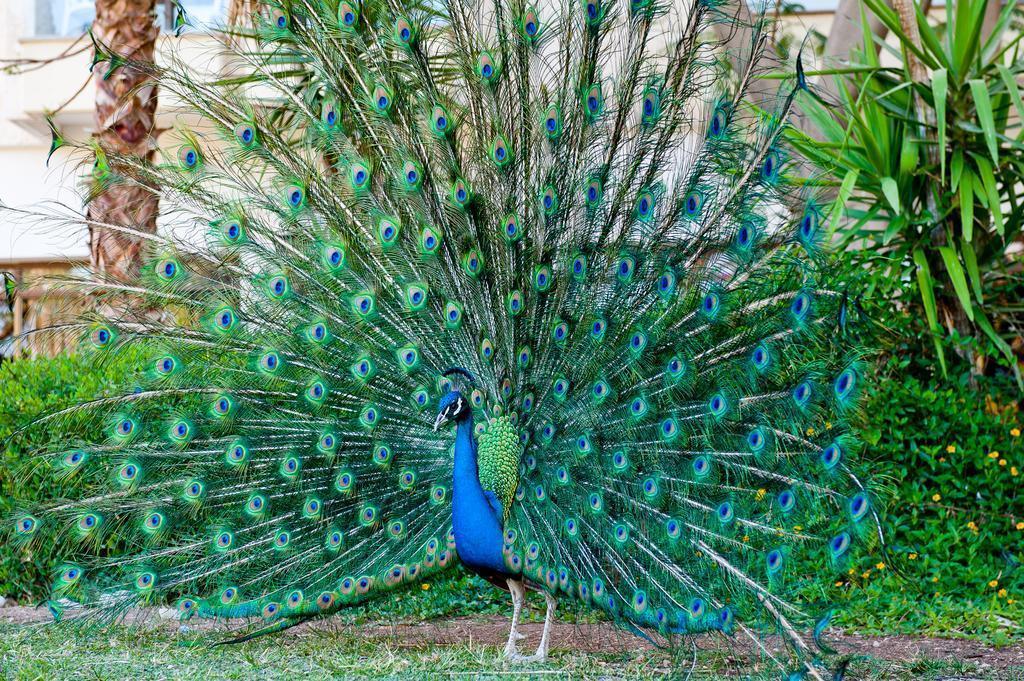 Территория Leonardo Inn Hotel Dead Sea 3*