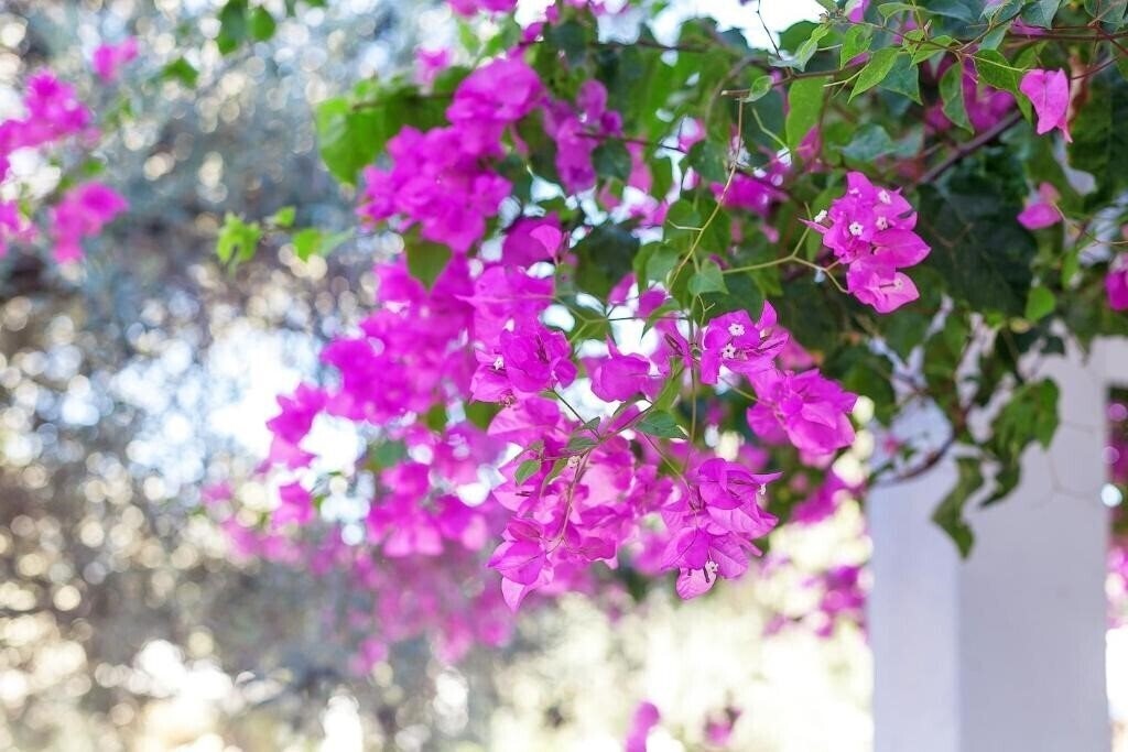 Апартаменты The Ship Inn Hotel 3*