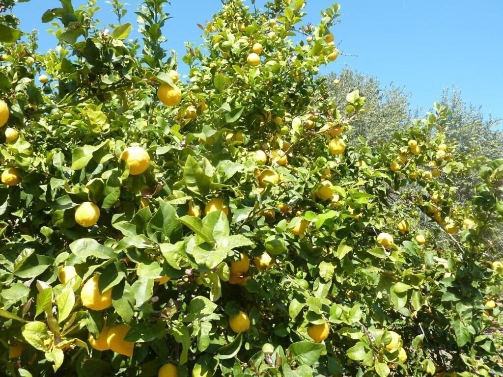 Панорама Aphrodite Beach Hotel 4*