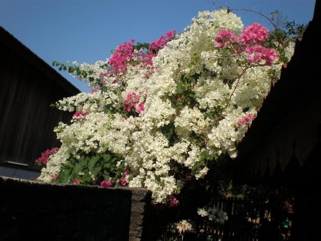 Вид Villa Molek Langkawi 4*