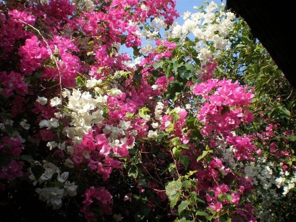 Территория Villa Molek Langkawi 4*