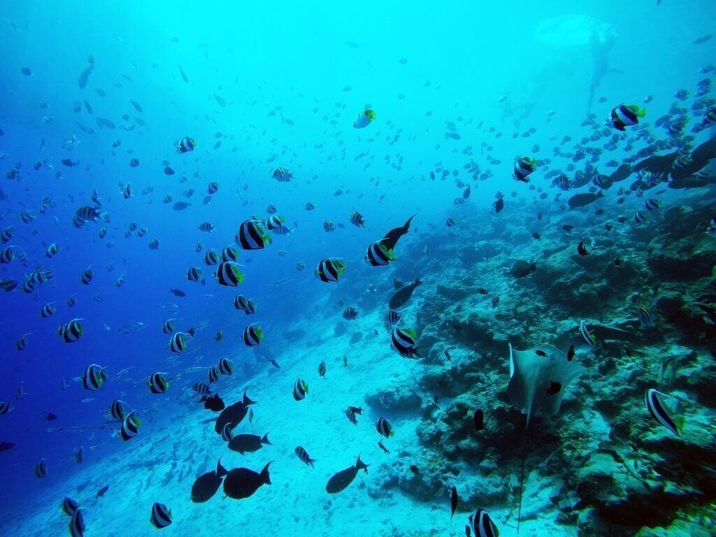 Апартаменты Beach Park Residence Guest House 5*