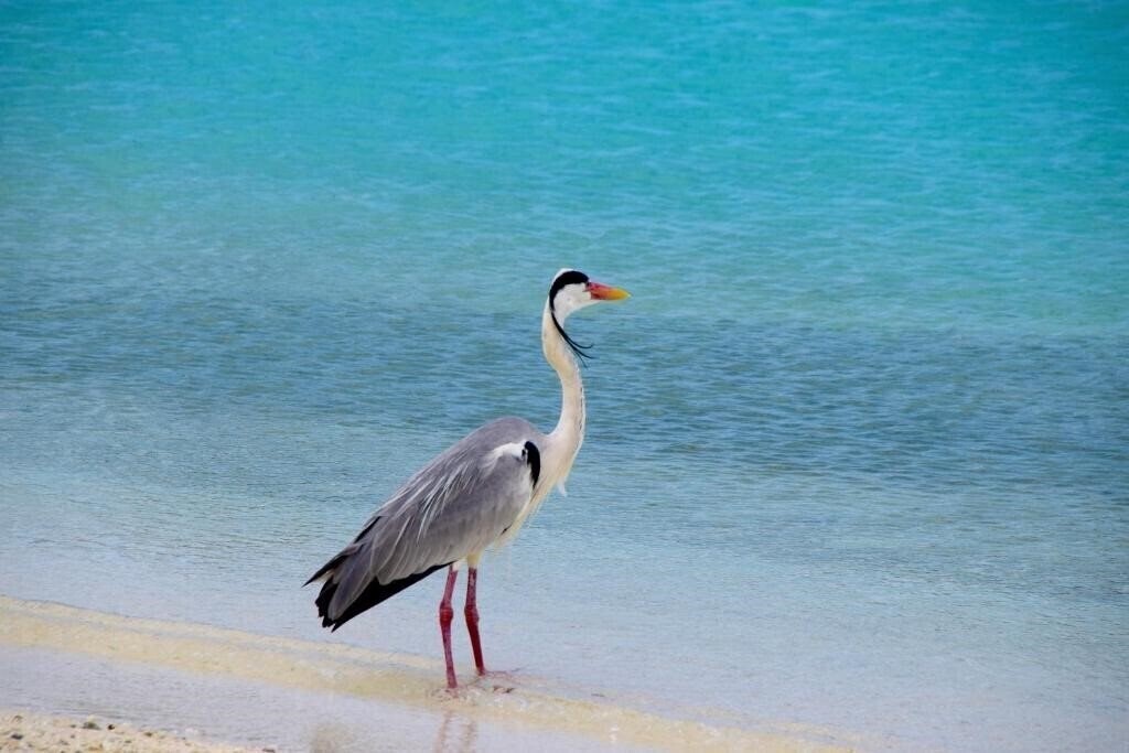 Территория Makunudu Island Resort 4*