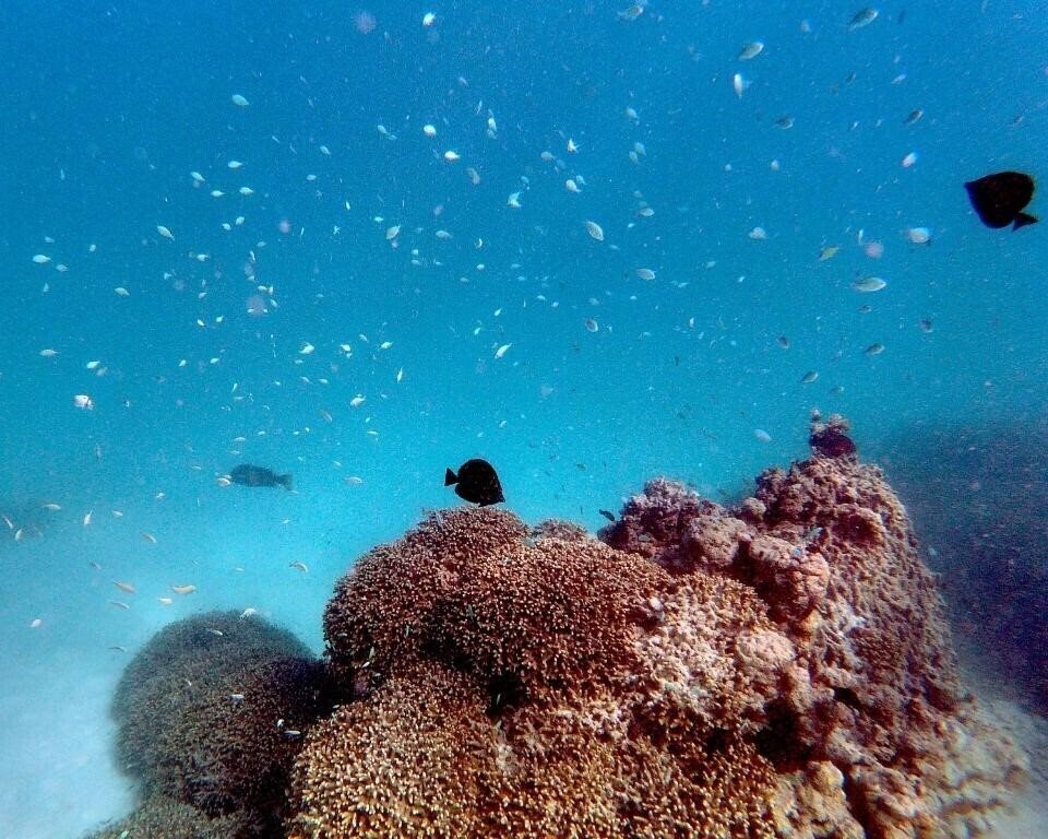 Панорама Gangehi Island Resort 5*