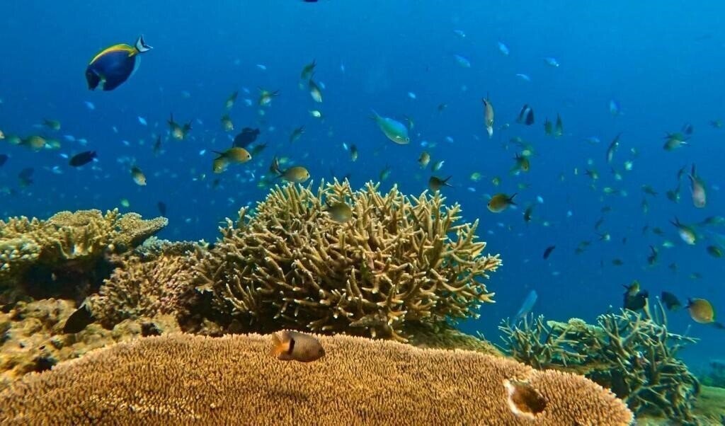 Панорама Avyanna Gulhi Beach Hotel Guest House 3*