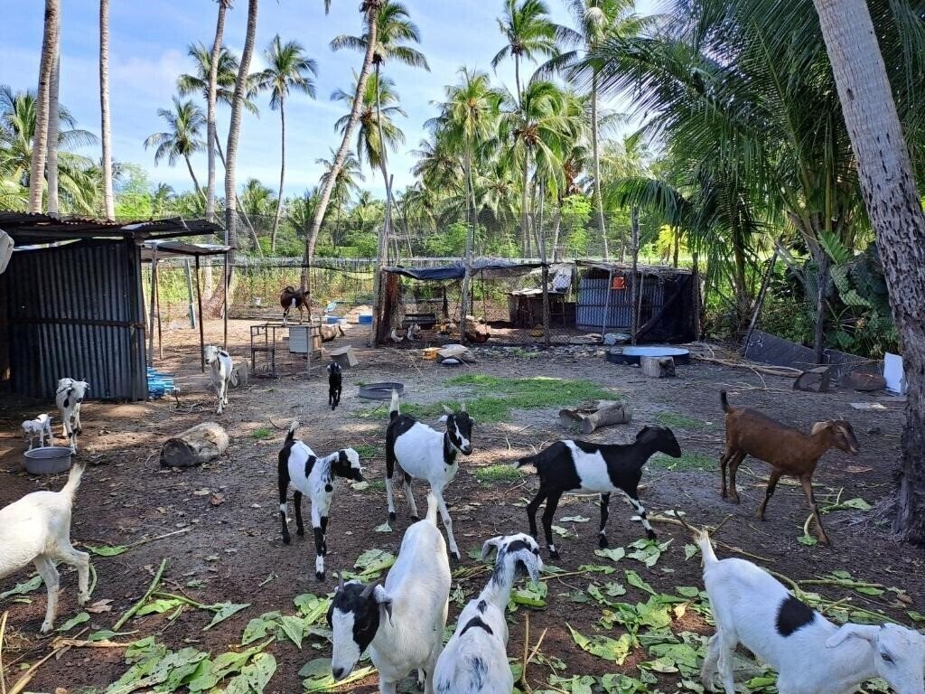 Фотографія Summer Sky Thoddoo Guest House гостиный двор