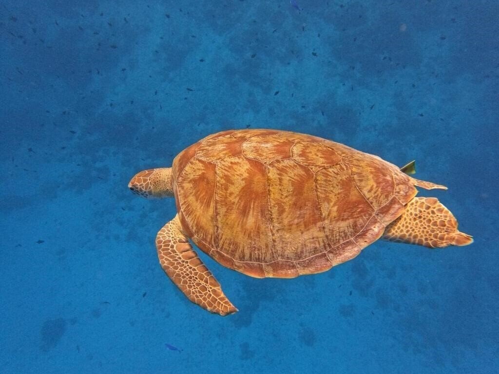 Территория Beach Walk Inn Gulhi Guest House гостиный двор